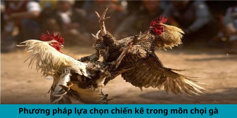 Phương pháp lựa chọn chiến kê trong môn chọi gà