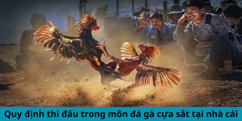 Quy định thi đấu trong môn Đá Gà Cựa Sắt tại nhà cái