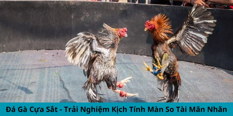 Đá Gà Cựa Sắt - Trải Nghiệm Kịch Tính Màn So Tài Mãn Nhãn