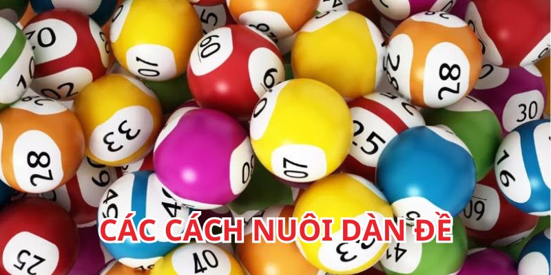 Các bước nuôi dàn đề cho tân binh