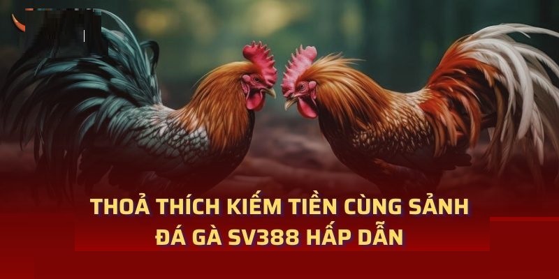 Sảnh SV388 - Cung Cấp Các Trận Đá Gà Đỉnh Cao Nhất Năm 2025