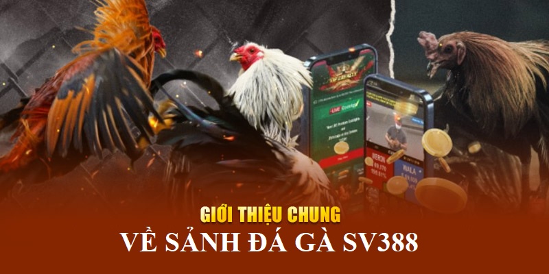 Tìm hiểu về sảnh SV388 đá gà online