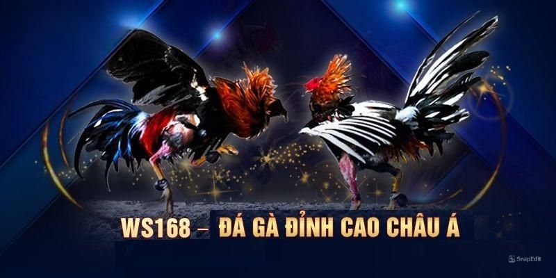 Sảnh WS168 - Sân Chơi J88 Đá Gà Trực Tuyến Hấp Dẫn